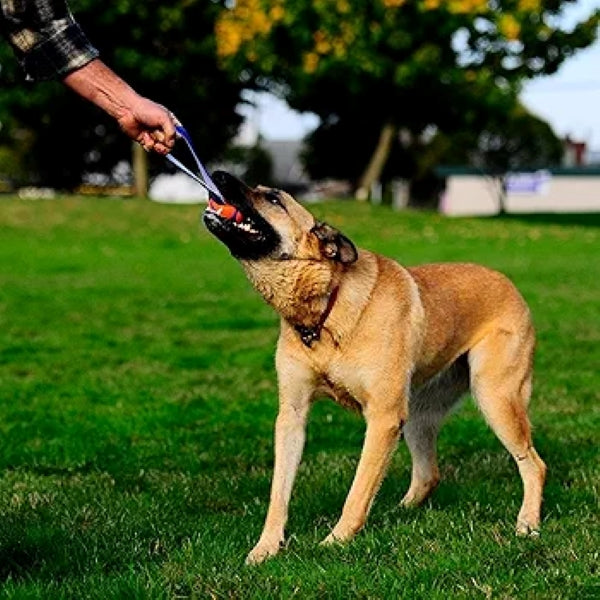 Chuckit Ultra Tug Dog Toy, Medium, 6 cm