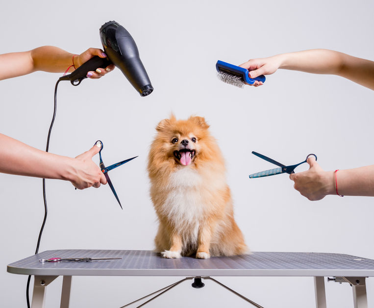 Top 10 Must-Have Pet Accessories That Make Life Easier