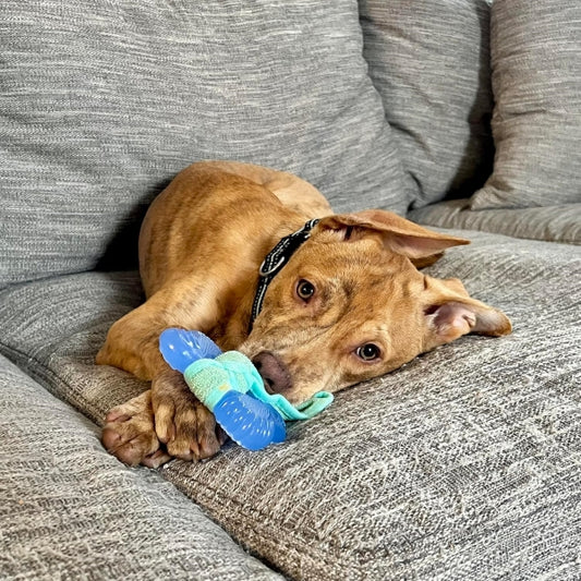 Nylabone, Puppy Chew Bone and Dental Care Toy for Teething Puppies