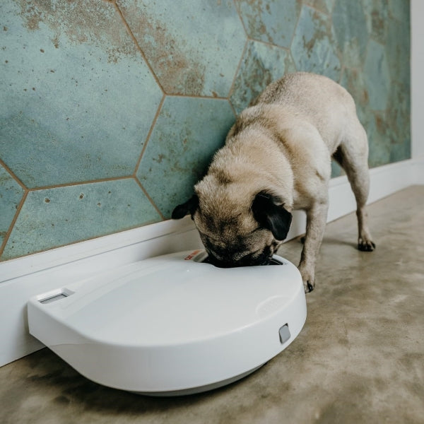 PetMate 80889 Cat Mate C500 Automatic Feeder for 5 Meals