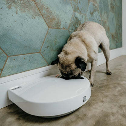 PetMate 80889 Cat Mate C500 Automatic Feeder for 5 Meals