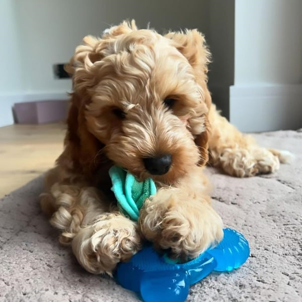 Nylabone, Puppy Chew Bone and Dental Care Toy for Teething Puppies