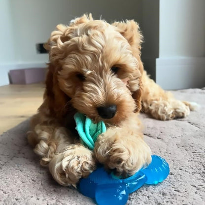 Nylabone, Puppy Chew Bone and Dental Care Toy for Teething Puppies